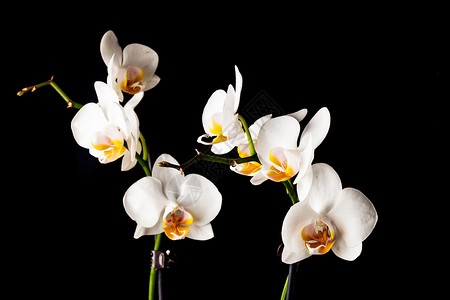 白色兰花黑色上隔离白兰花背景图片