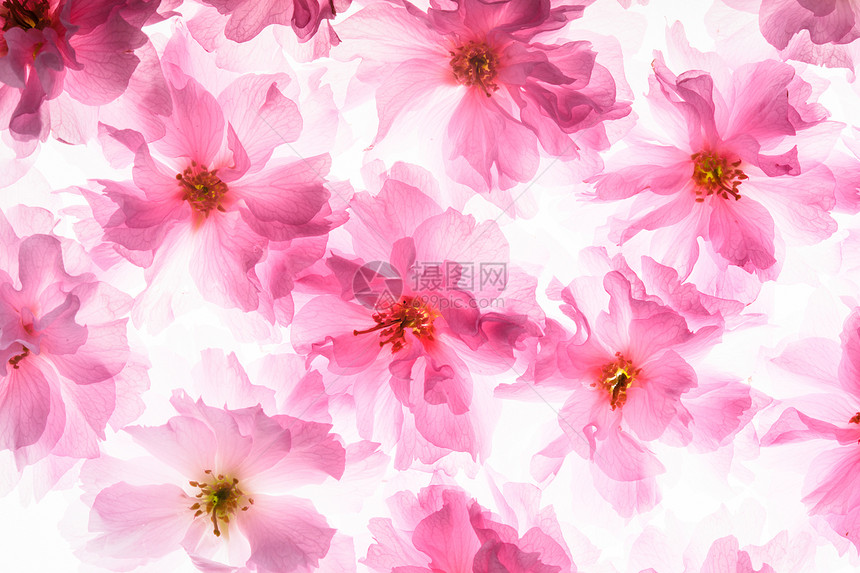 樱花的粉红色花朵就像背景样中村模式图片