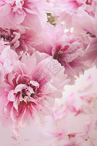 花瓶里的粉红色牡丹隔离白色上花瓶里的粉红色牡丹图片