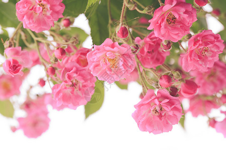 白色背景上分离的粉红色玫瑰灌木粉红色玫瑰灌木图片