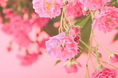 粉红色玫瑰,绿叶的背景图片