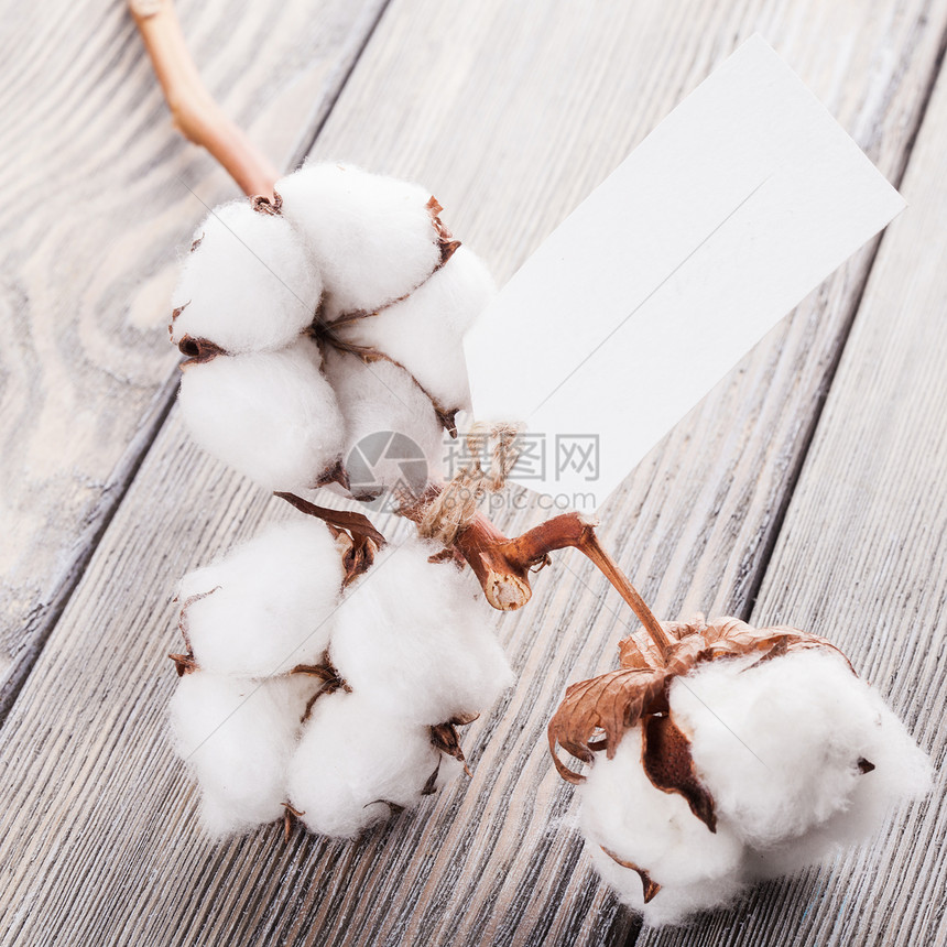 棉花与标签天然机纺品紧密结合棉花机纺品图片