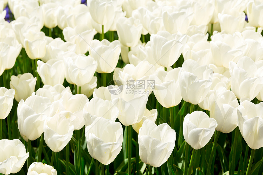 公园里的白色郁金香花图片