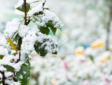 花园里树叶上的场雪背景图片