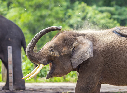 印度大象儿童,马拉西亚xa高清图片
