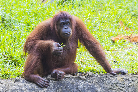 原始人苏门答腊的猩猩,印度尼西亚背景