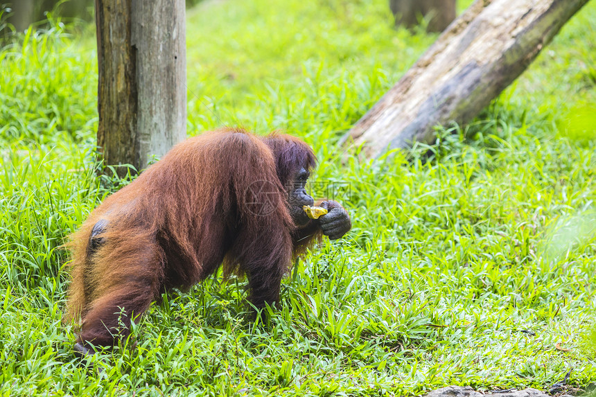 苏门答腊的猩猩,印度尼西亚图片