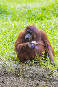 奥兰加坦苏门答腊的猩猩,印度尼西亚背景