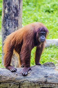 苏门答腊的猩猩,印度尼西亚高清图片