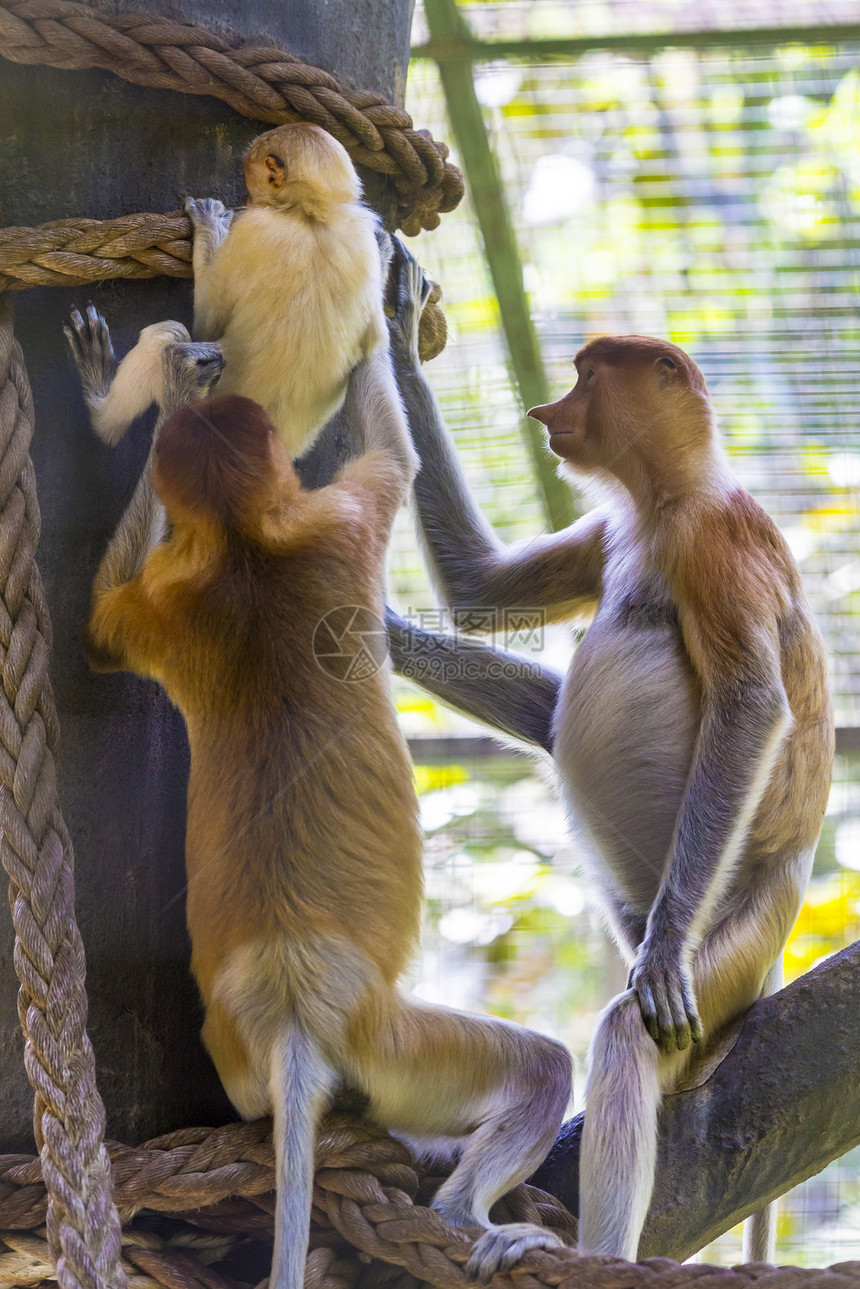 马来西亚KotaKinabalu动物园里的Proboscis猴子图片