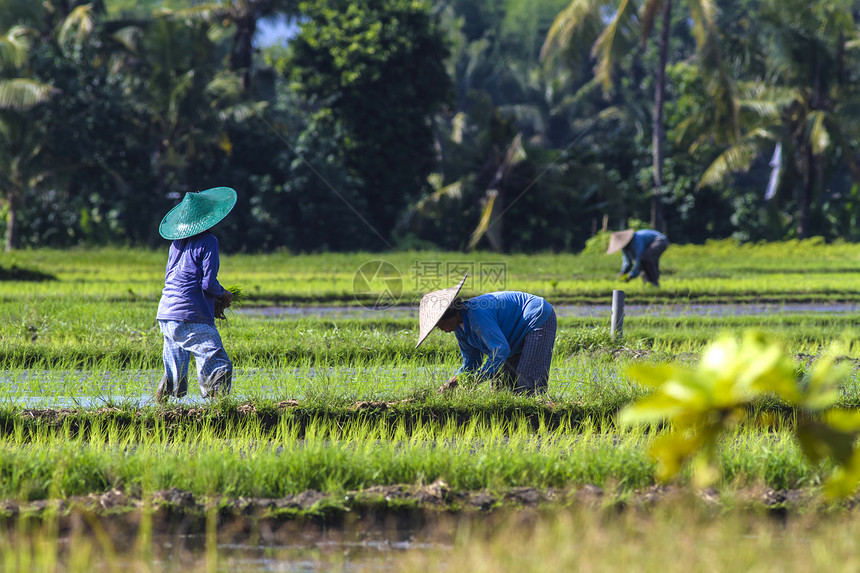 印度尼西亚巴厘岛的水稻种植图片