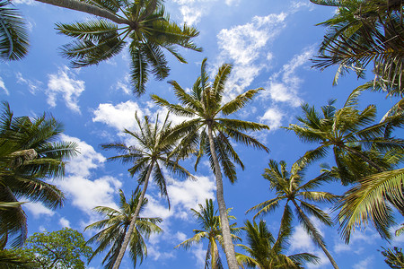牙买加热带岛屿上美丽的棕榈树背景