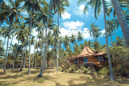 热带岛屿上美丽的棕榈树高清图片