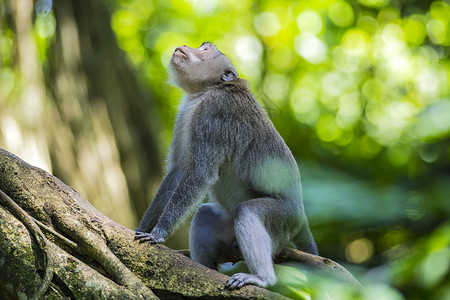 猴子神的猴子森林,乌布,巴厘岛,印度尼西亚高清图片