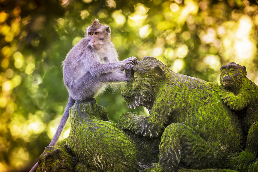猴子神的猴子森林,乌布,巴厘岛,印度尼西亚图片
