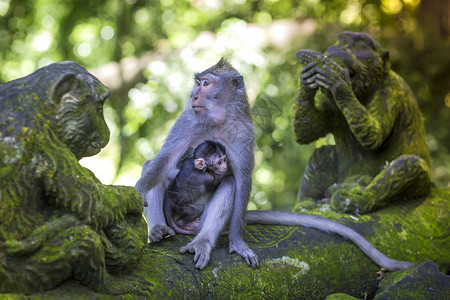 长尾猕猴她的婴儿,神的猴子森林,乌布巴厘岛,印度尼西亚图片