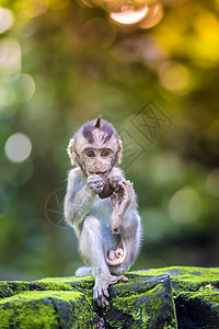 小猴子猴子乌布德,巴厘岛,印度尼西亚图片