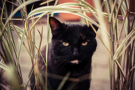 黑猫眼睛只黑猫正吃房子里的植物背景