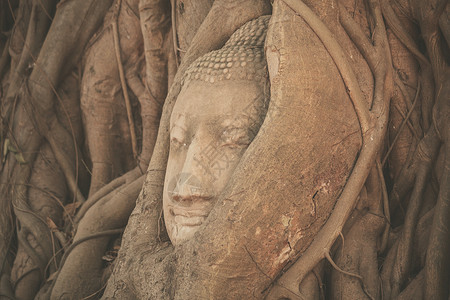 尊佛像的头,缠泰国瓦马哈特棵树的根部图片