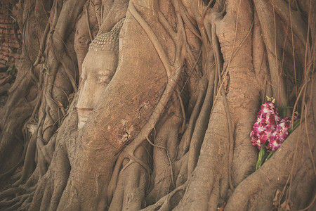 尊佛像的头,缠泰国瓦马哈特棵树的根部图片
