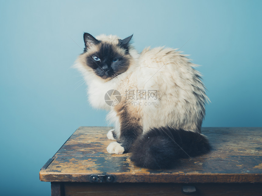 只漂亮的鸟猫坐张木桌上图片