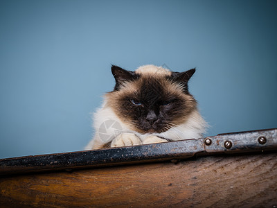 只鸟人猫坐桌子上,脸上带着暴躁的表情高清图片