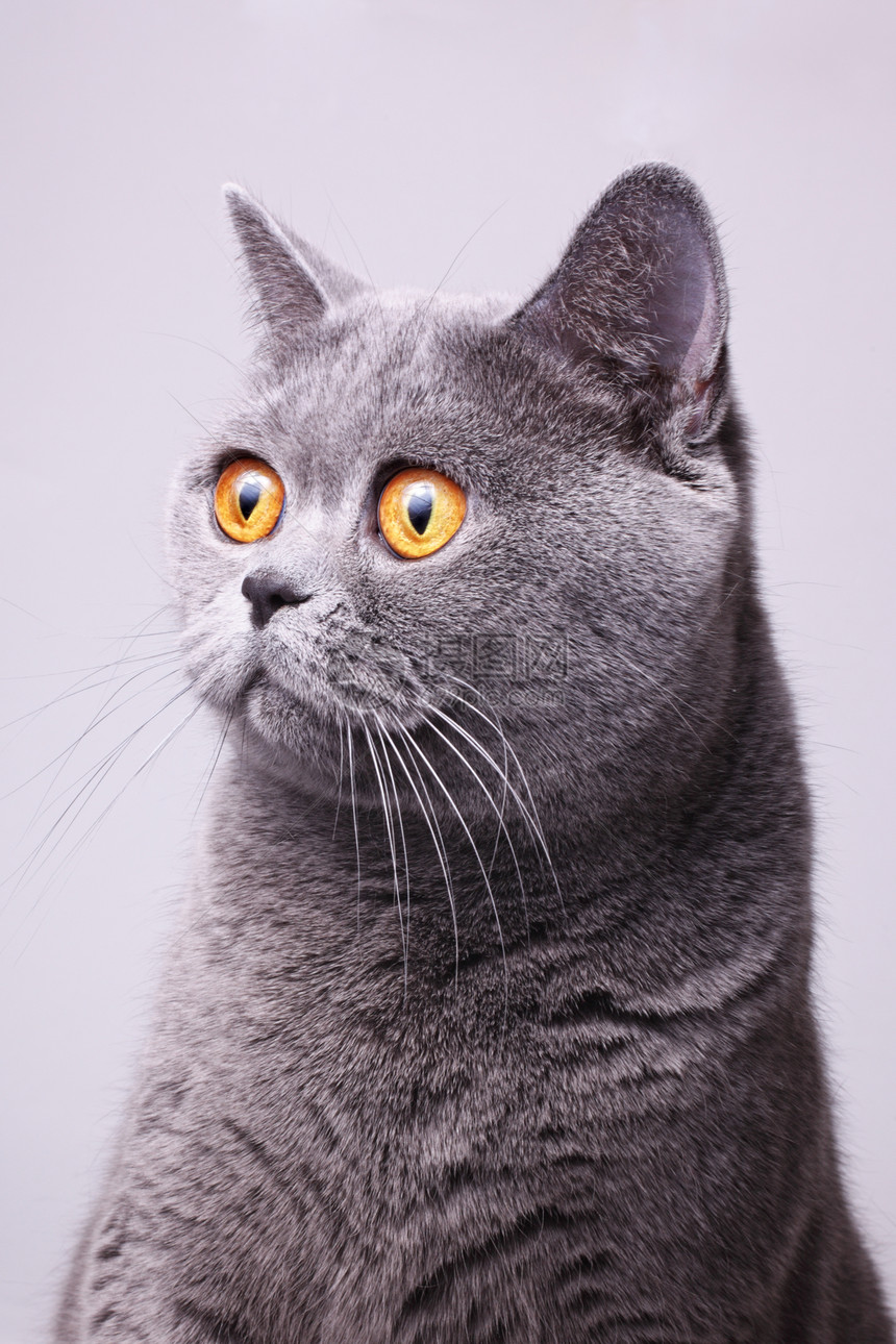 灰色短毛英国猫的肖像,明亮的黄色眼睛白色的背景上图片