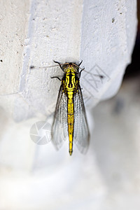 黄色美丽的蜻蜓特写图片