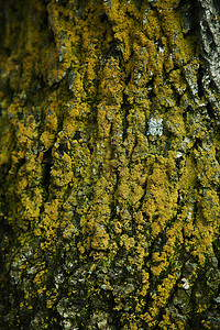棵老树皮的纹理与苔藓紧密相连图片