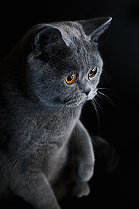 深黄色眼睛的猫鼻子背景图片