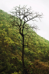枯死的树靠着绿色的森林图片