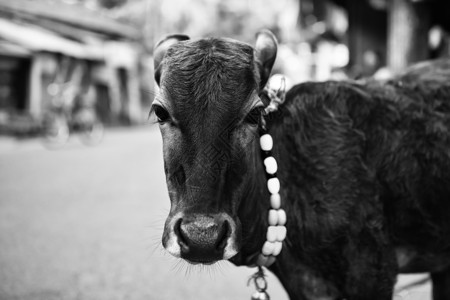 城市街道上的小牛脖子上挂着铃铛黑白照片高清图片