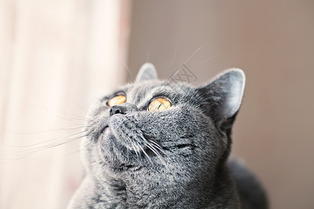 英国灰猫的肖像,眼睛特写图片
