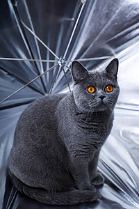 轻漂亮的灰色英国猫坐银伞里图片