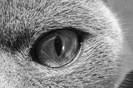 猫眼背景图片