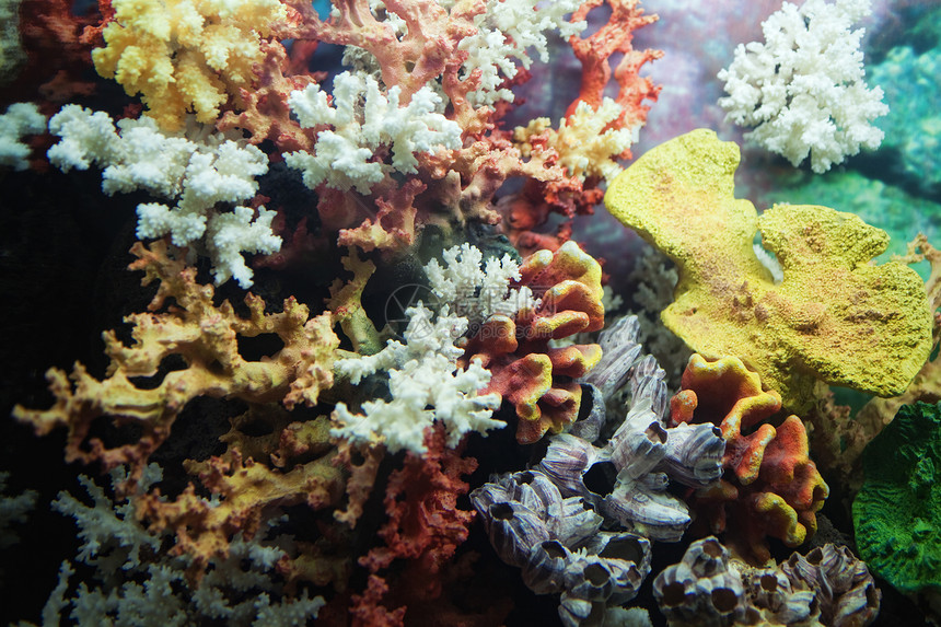 群五颜六色的珊瑚靠近图片