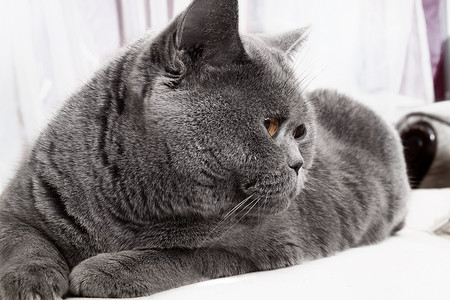 灰色英国灰猫躺近处xa图片