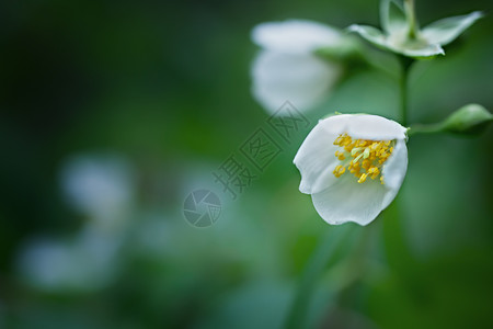 白色茉莉花绿色叶子的背景上背景图片
