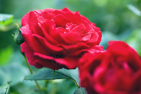 灌木上的红玫瑰花图片