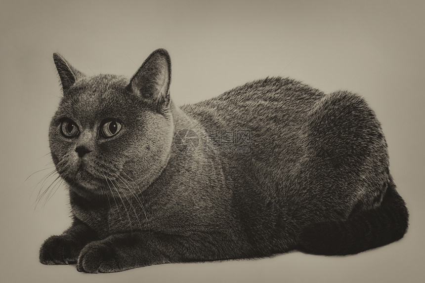 美丽的轻短发英国灰猫个轻的背景图片