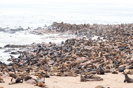 纳米比亚大西洋横角的海角毛皮海豹的尖刻处图片