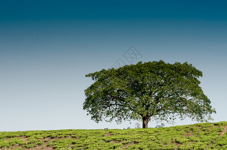 种茶园里的山上的独行树,完全被茶园包围图片