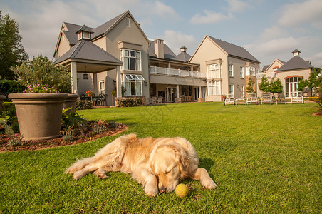金色高端展板金毛猎犬家里,放松地躺她住的大豪宅的美丽的大花园里背景