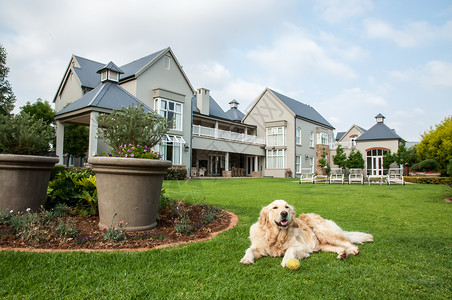 金色高端展板金毛猎犬家里,放松地躺她住的大豪宅的美丽的大花园里背景