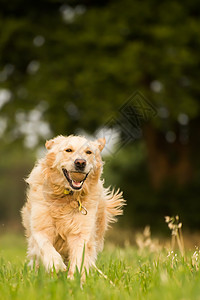 金毛猎犬她家附近的农田里打网球,穿过矮矮的草地高清图片