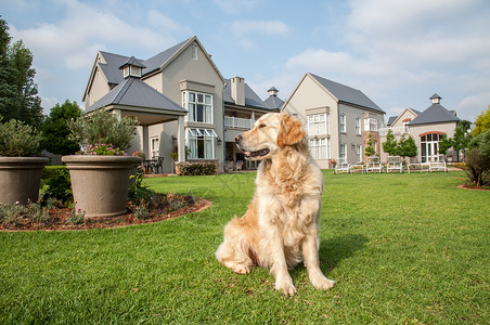 金毛猎犬家里,坐她住的大豪宅的美丽的大花园里背景图片