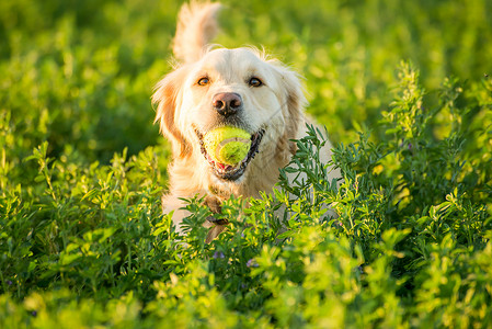 这只狗只金色的猎犬带着她刚田里发现的网球回来了背景