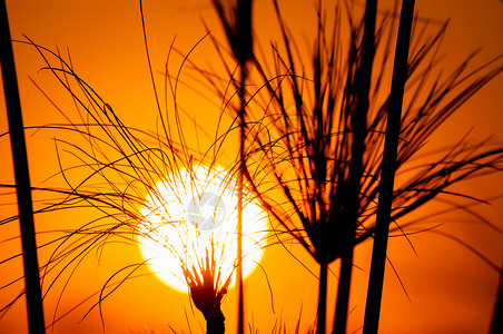 当太阳落博茨瓦纳的奥卡万戈三角洲时,纸莎草属植物的西胡埃特红色黄色橙色的天空前可以看图片