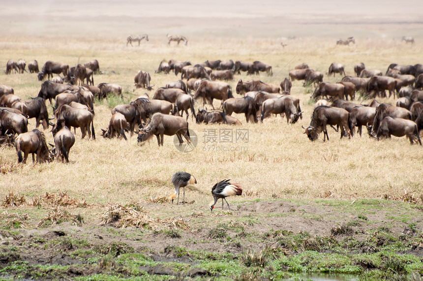 两只冠鹤Ngorongoro火山口的草地上行走,同时寻找昆虫来觅食他们身后远的地方,群人听说了野羚羊,他们中的大多图片