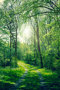 春天的绿色森林与阳光图片
